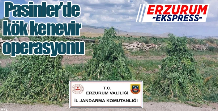 Pasinler'de kök kenevir operasyonu