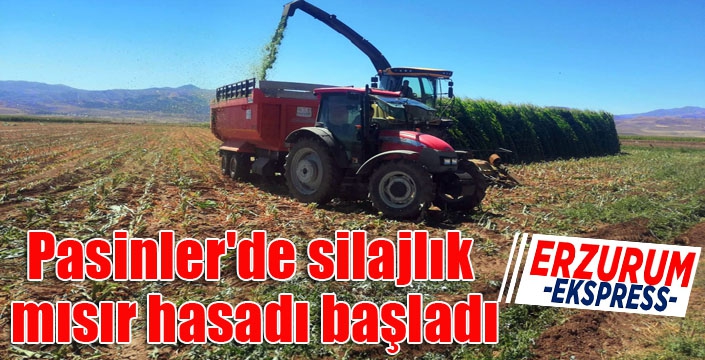 Pasinler'de silajlık mısır hasadı başladı