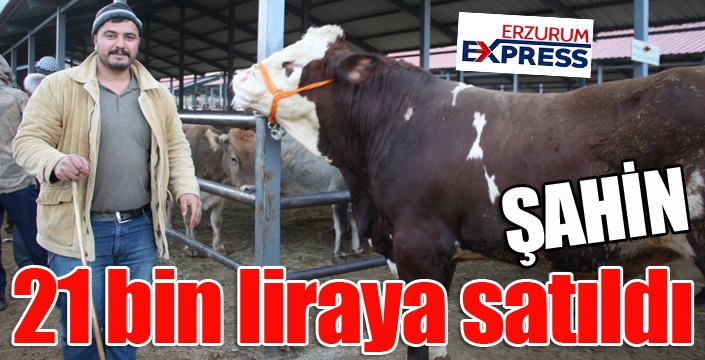 Şahin 21 bin liraya satıldı