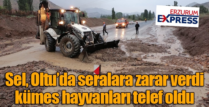 Sel Oltu’da seralara zarar verdi, kümes hayvanları telef oldu