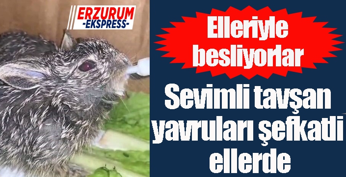 Sevimli tavşan yavruları şefkatli ellerde