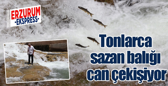 Tonlarca sazan balığı can çekişiyor