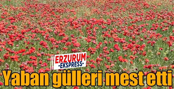 Yaban gülleri mest etti