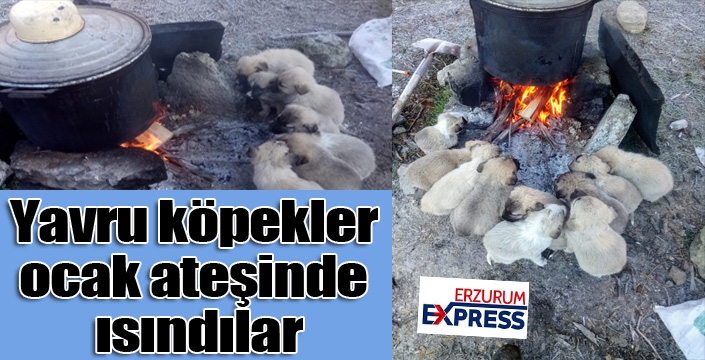 Yavru köpekler ocak ateşinde ısındı