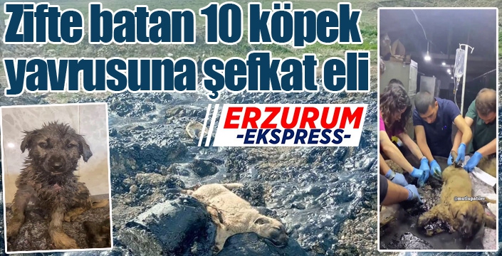 Zifte batan 10 köpek yavrusuna şefkat eli